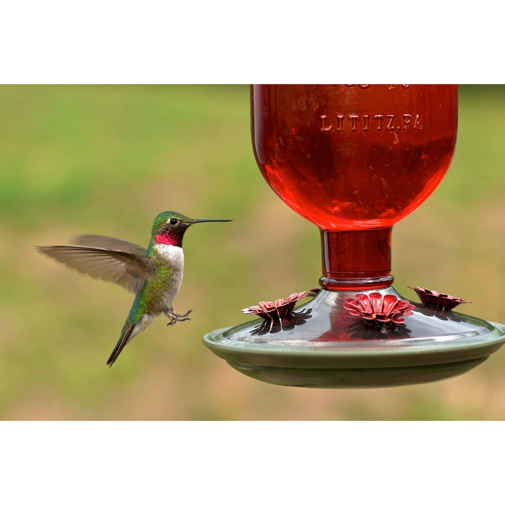 Perky-Pet Red Antique Bottle Hummingbird Feeder