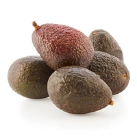 Avocado, Pack of 5