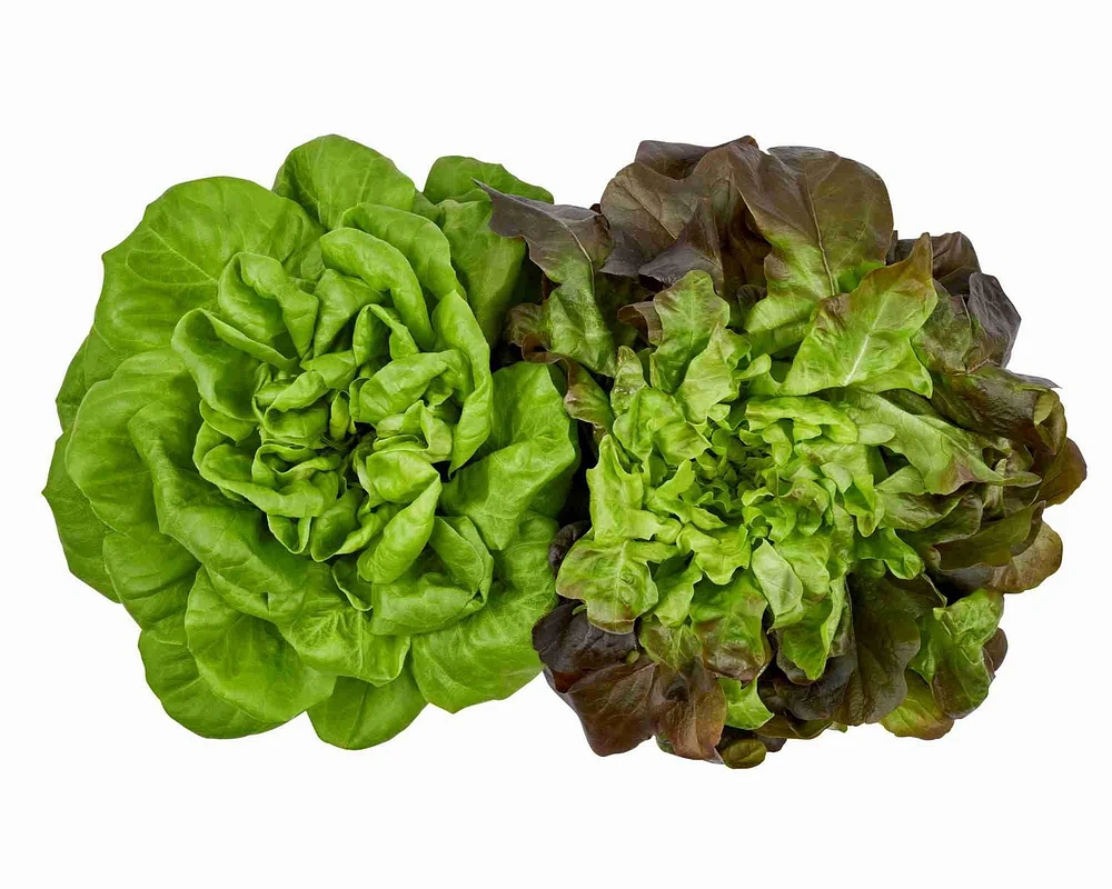 Red and Green Salanova Lettuce, Two heads of lettuce (1 x 2 units)