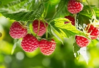 Raspberries, Organic, 6 oz