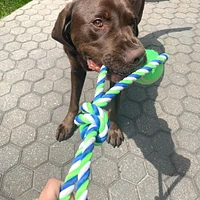 Dogit Knotted Rope Dog Toy, Multicoloured 2-Ball Looped Tug, 46 cm (18in)