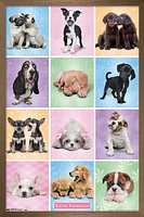 Keith Kimberlin - Puppies Cuties Grid Wall Poster, 22.375" x 34" Framed