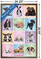 Keith Kimberlin - Puppies Cuties Grid Wall Poster, 22.375" x 34" Framed