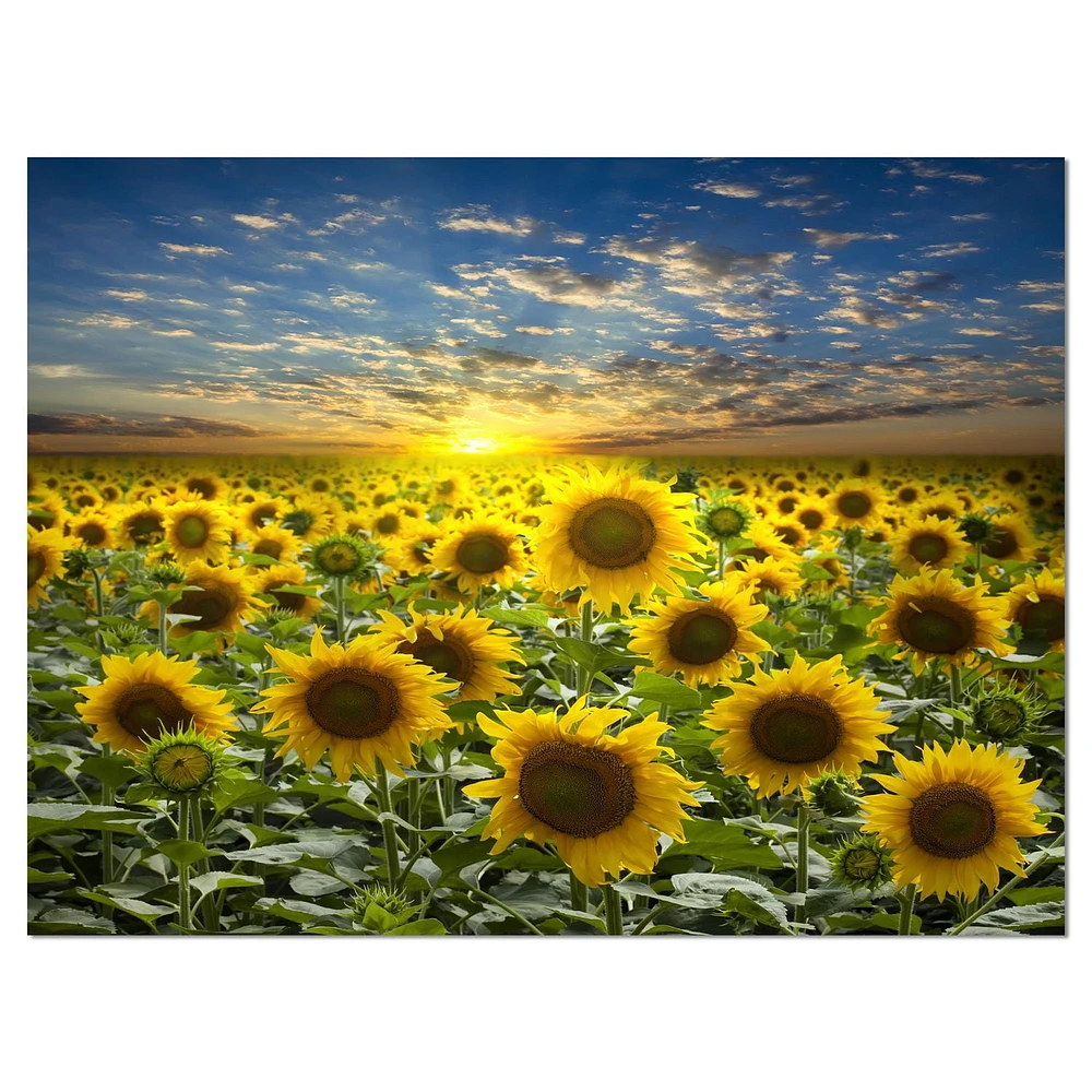 Designart Field of Blooming Sunflowers Canvas Wall Art