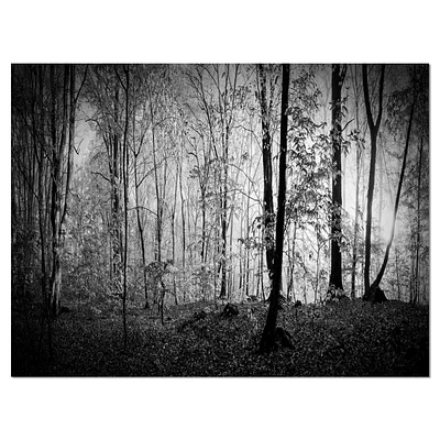 Designart Beautiful Forest Morning Panorama Canvas Wall Art