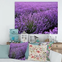 Designart Blooming Purple Lavender Field Canvas Wall Art