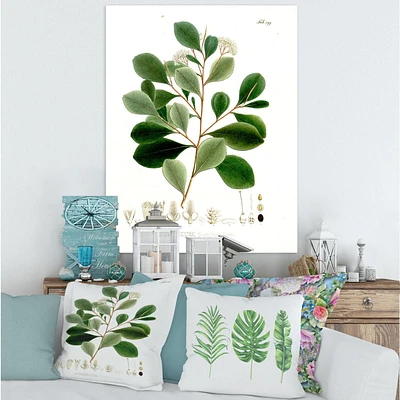 Designart Vintage Botanicals IV Canvas Wall Art