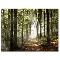 Designart Green Fall Forest with Sun Rays Canvas Wall Art