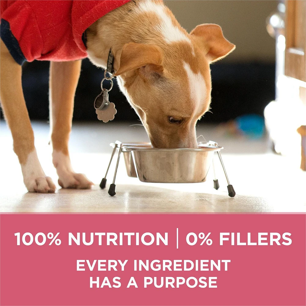 Purina ONE SmartBlend Formule pour la Santé Digestive Poulet, Nourriture Sèche pour Chiens 5,4-9,5kg