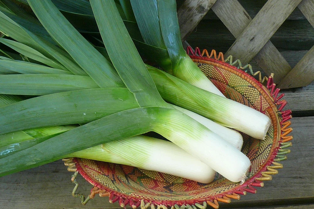 Leek, Sold in bunches