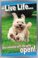 Avanti - Dog Joy Wall Poster