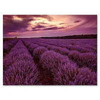 Designart Sunrise & Dramatic Clouds Over Lavender Field III Canvas Wall Art