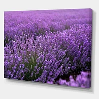 Designart Blooming Purple Lavender Field Canvas Wall Art