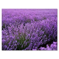 Designart Blooming Purple Lavender Field Canvas Wall Art