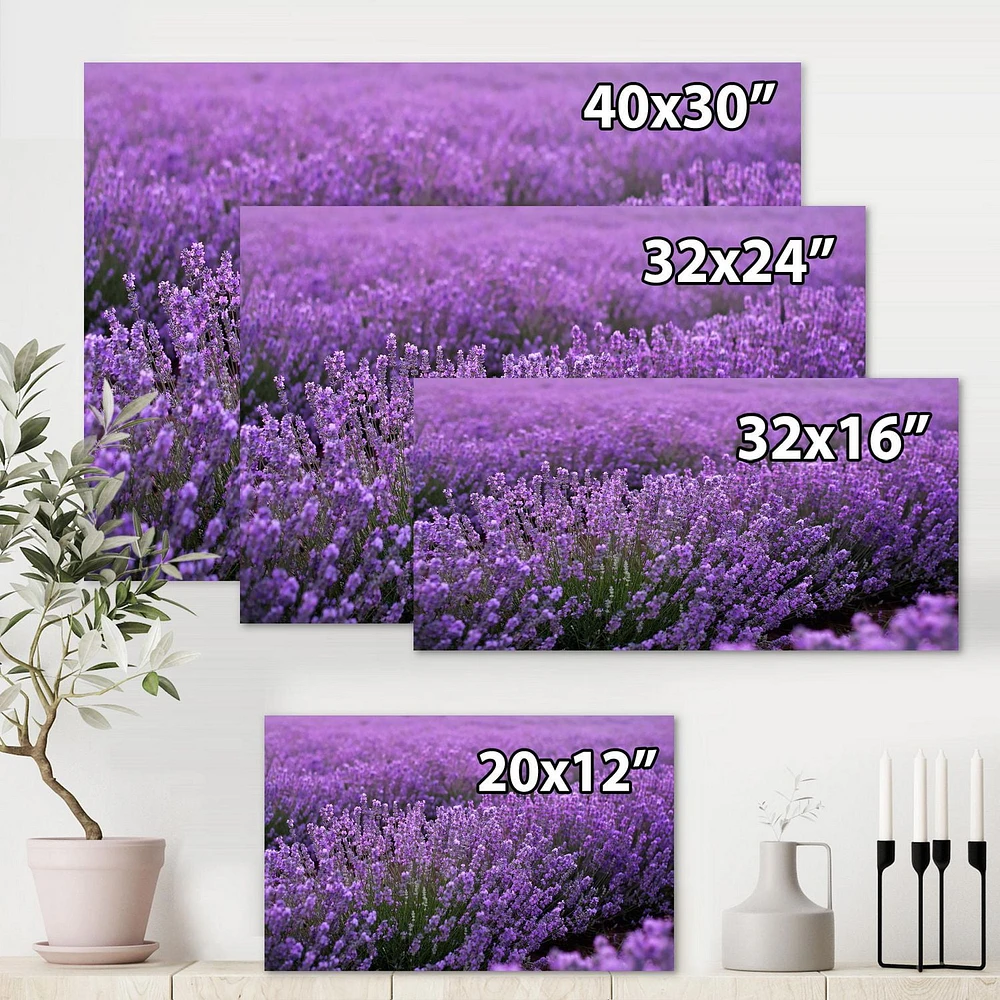 Designart Blooming Purple Lavender Field Canvas Wall Art