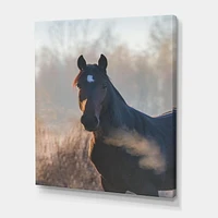 Designart Portrait Of A Horse On An Autumn Morning Canvas Wall Art