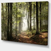 Designart Green Fall Forest with Sun Rays Canvas Wall Art