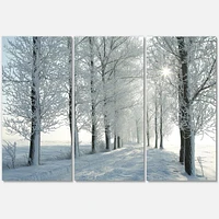 Designart Winter Trees Backlit by Morning Sun Canvas Wall Art