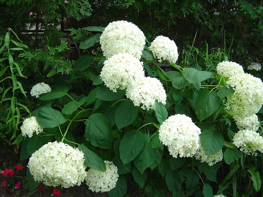 Annabelle Hydrangea