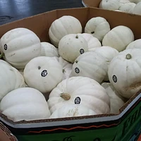 Pumpkin, White, Sold by each