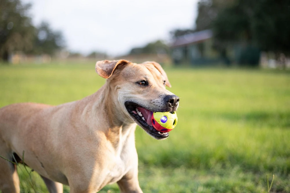 Balle à frapper Nerf Dog à DEL, petite