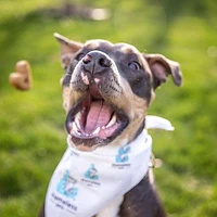 Shameless Pets Lobster Roll Soft Baked Biscuit Dog Treats