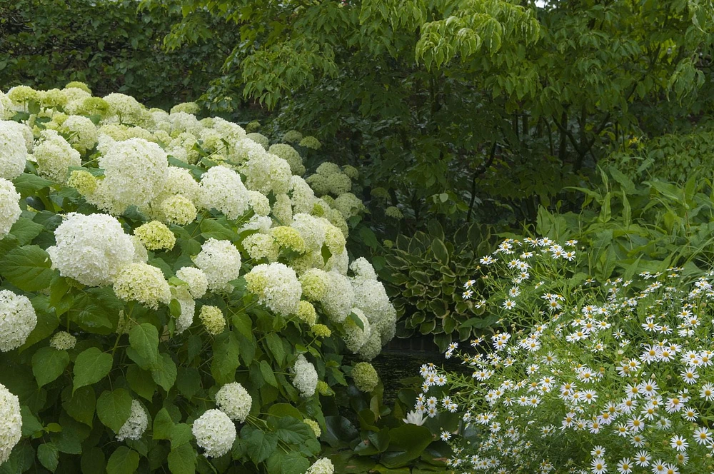 Annabelle Hydrangea