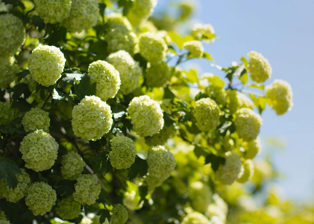 Annabelle Hydrangea