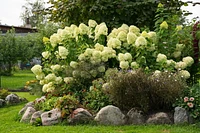 Pee Gee Hydrangea