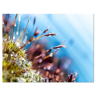 Design Art  Moss Flowers in Summer Spring Canvas Print