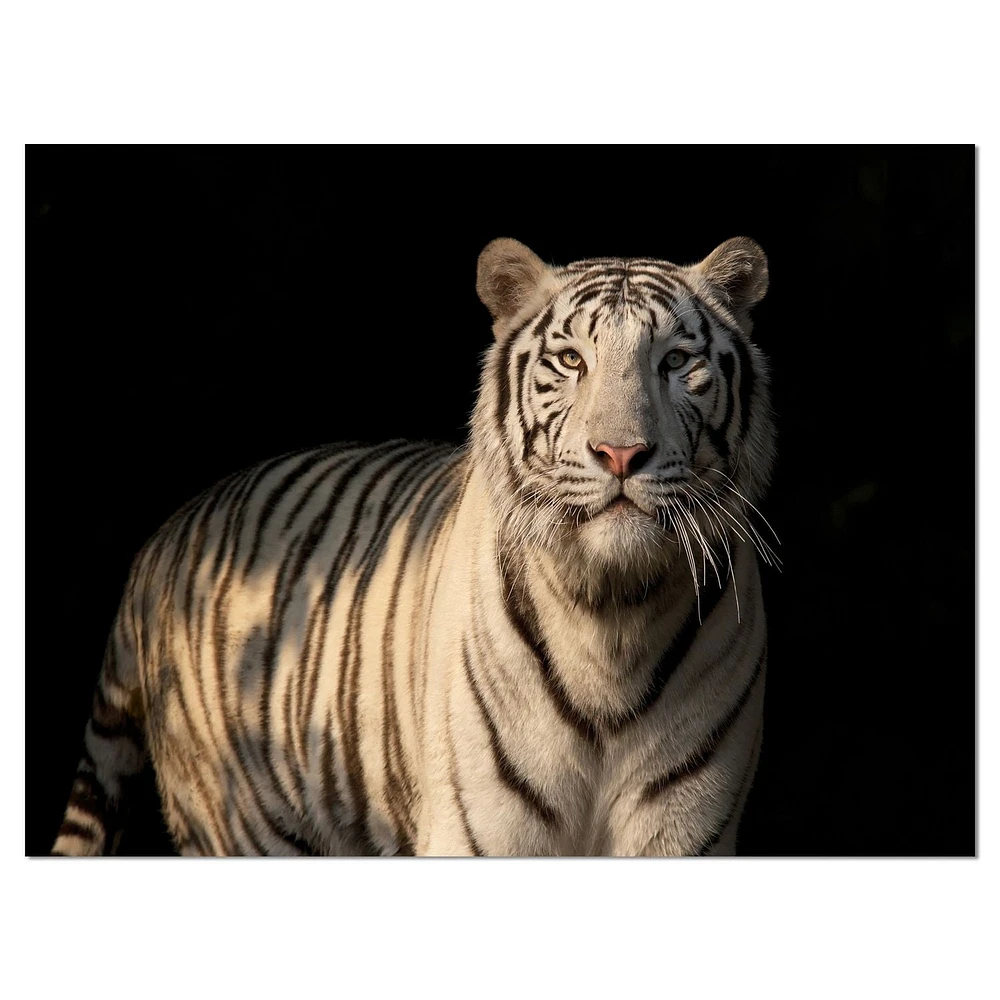 Design Art White Bengal Tiger on Black Canvas Print