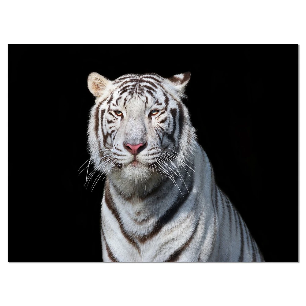 Design Art Stunning White Bengal Tiger Canvas Print