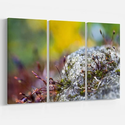 Design Art  Composition of Moss Flowers Canvas Print