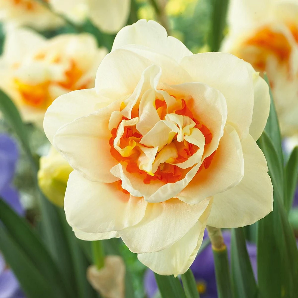 TASC Narcissus Flower Bulbs-Narcissus Flower Parade (10 Bulbs)