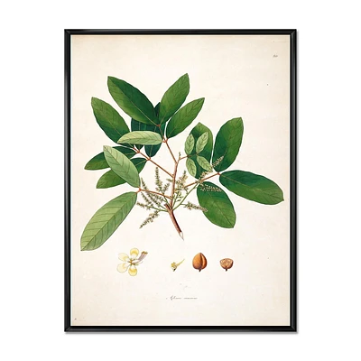 Designart Vintage Botanicals II FLOAT FRAME WALL ART