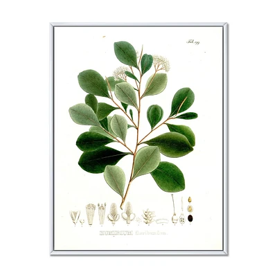 Designart Vintage Botanicals IV FLOAT FRAME WALL ART