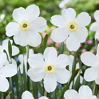 TASC Narcissus Flower Bulbs-Narcissus  Small Cupped Polar Ice(10 Bulbs)