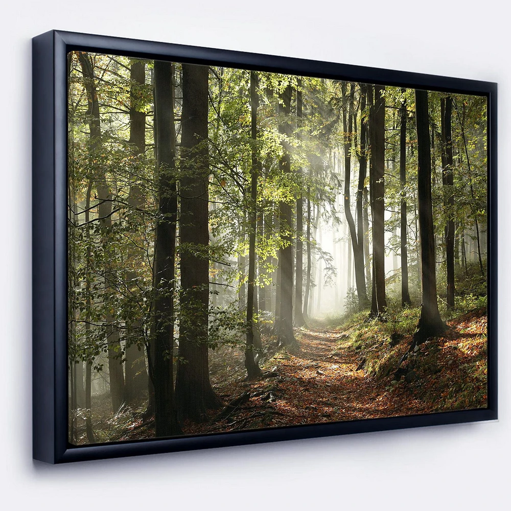 Designart Green Fall Forest with Sun Rays FLOAT FRAME WALL ART