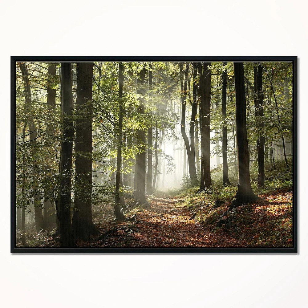 Designart Green Fall Forest with Sun Rays FLOAT FRAME WALL ART