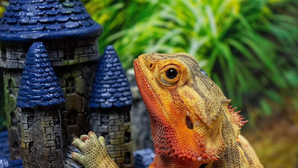 Penn Plax Château – Décor reptile caché