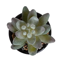 hometrends Taboo Mini Faux Succulent