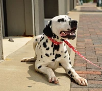 Pet Attire by Coastal 3/8" x 6' Red Bones Dog Leash, Small 6' Leash