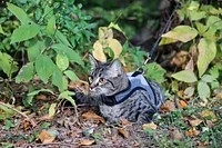 Pet Attire Adjustable Cat Wrap Harness & 6' Leash Cat Combo, Cat Harness & 6' Leash