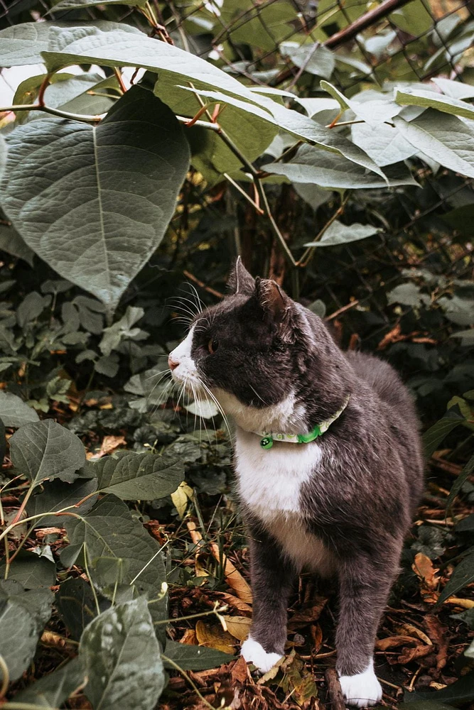 Pet Attire Glow In The Dark Lime Skulls Adjustable Safety Cat Collar