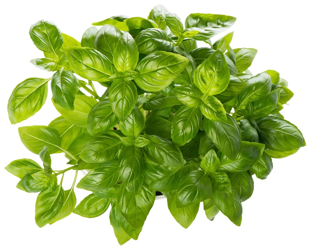 Basilic frais