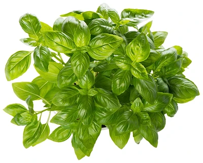 Basilic frais