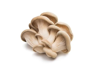 Champignon, huître 1 EA