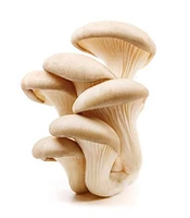 Champignon, huître 1 EA