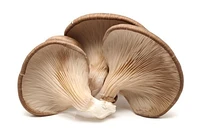 Champignon, huître 1 EA