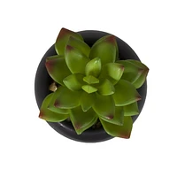 Hometrends Kelvin Succulent B